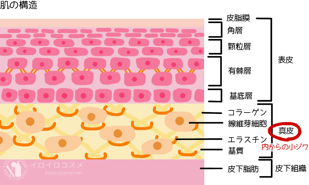 内からの小ジワ
